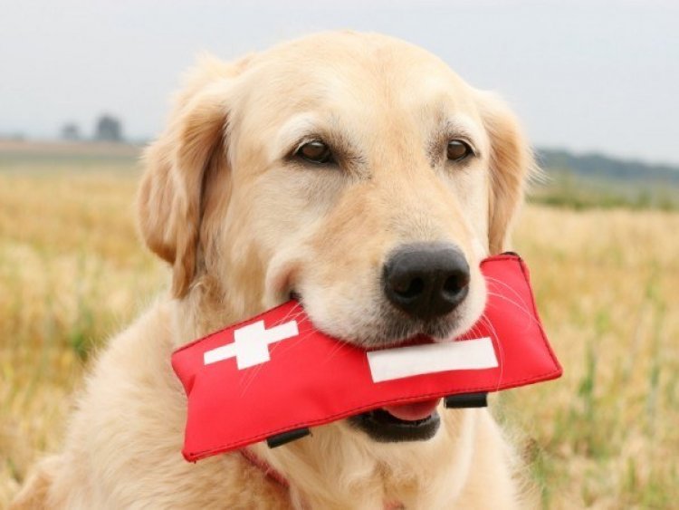 Animal Blood Bank Dogs And Cats Donate Blood In Us And Uk