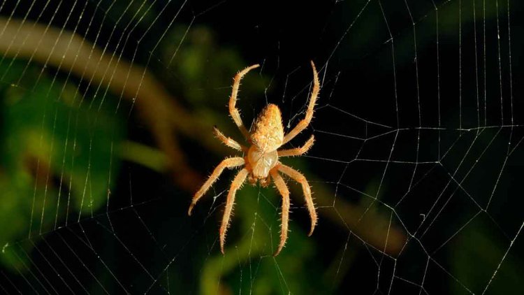 Spiders could eat every human on earth in just 1 year