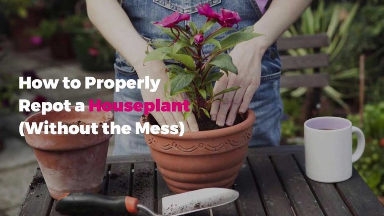 How To Repot Plants Without Killing Them