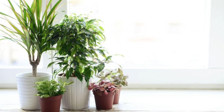 10 Plants that will bring positive energy in your home