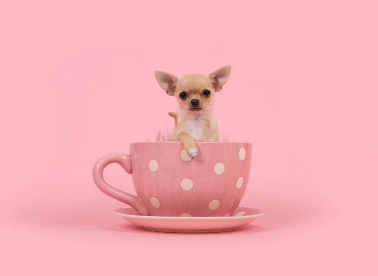 Top 10 Smallest Dog Breeds In The World 2022