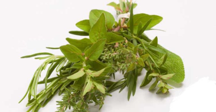 5 Herbs That Work Like Magic In Maintaining Your Blood Sugar Level
