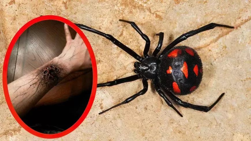 10 Venomous Spider In World - Most Dangerous Spiders In World